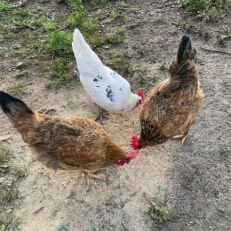 Casinha Revira Volta *