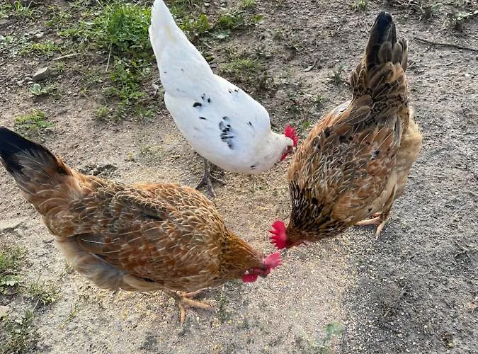 Casinha Revira Volta *